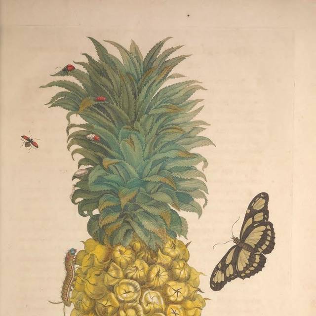 菠萝昆虫装饰画
