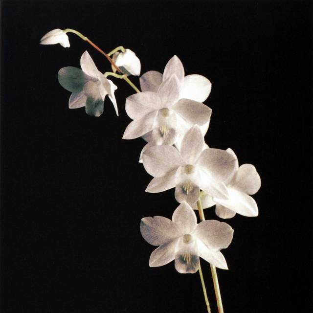 简约白色蝴蝶兰装饰画素材1