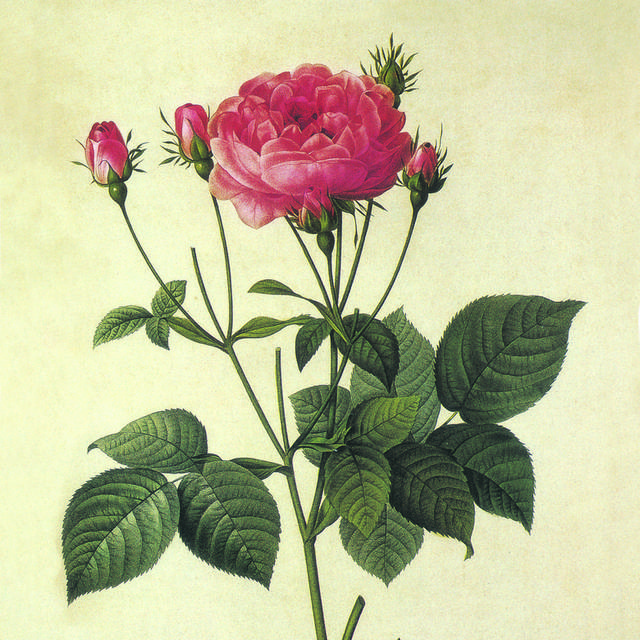手绘复古玫瑰花客厅装饰画