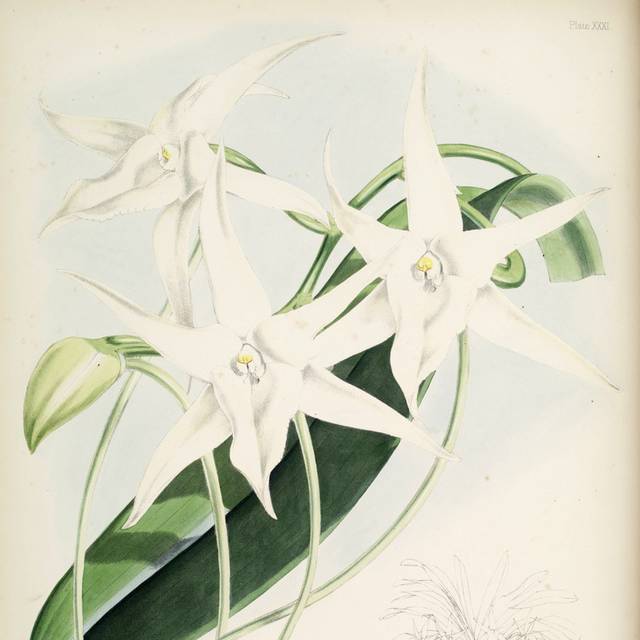 白色花朵绿叶装饰画2