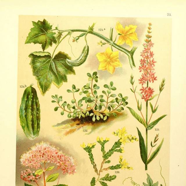 花果复古装饰画1