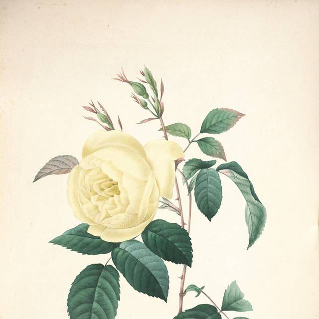 黄色花朵装饰画3
