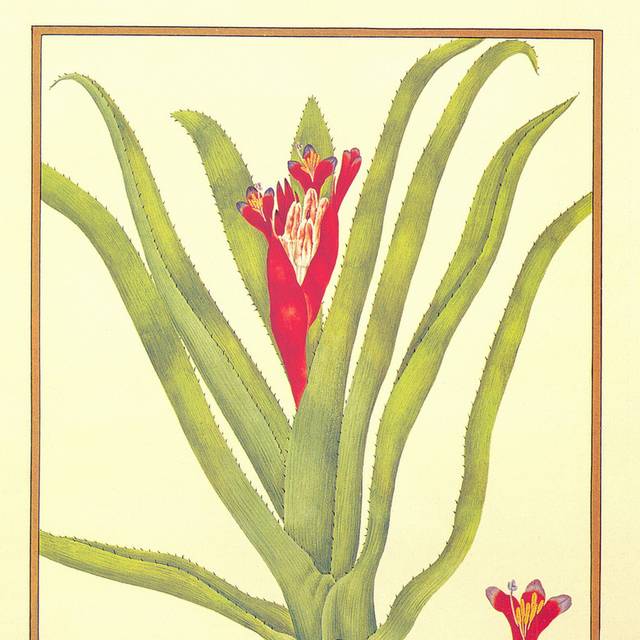 芦荟花卉装饰画