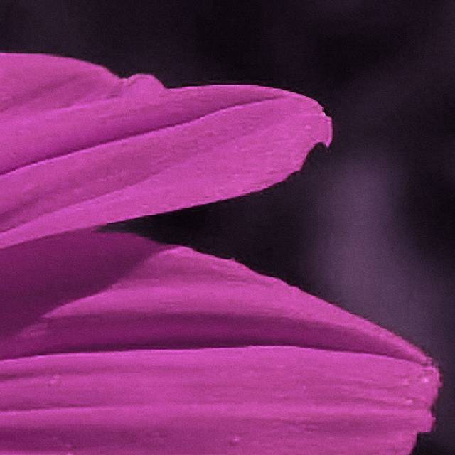 紫红色雏菊装饰画2