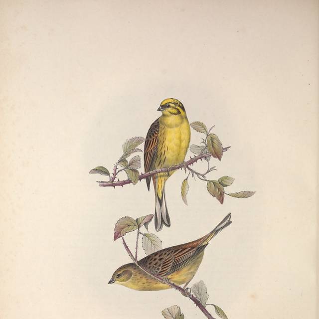 复古黄色的小鸟装饰画