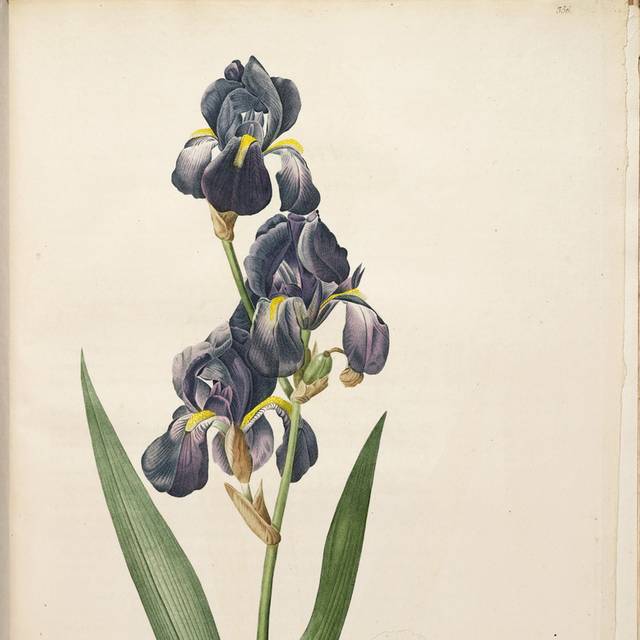 精美鲜花叶子装饰画