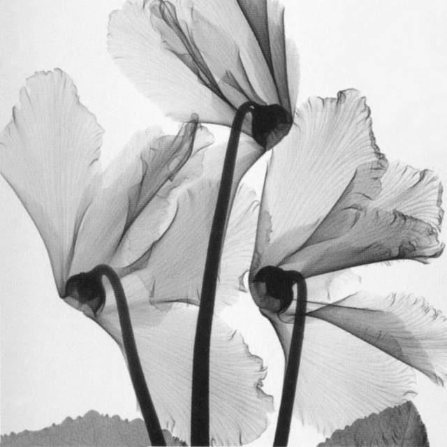 黑白透明花瓣装饰画6