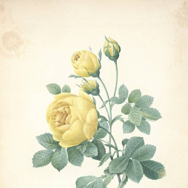 黄花绿叶装饰画6