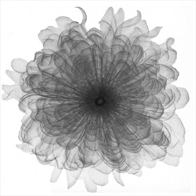 灰白花朵客厅装饰画3