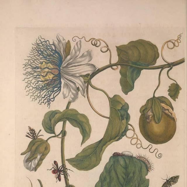 手绘植物昆虫插画