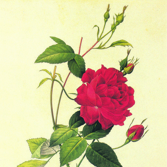手绘红玫瑰客厅装饰画