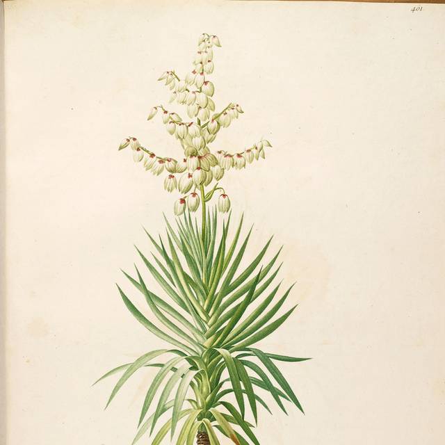 白色鲜花装饰画1