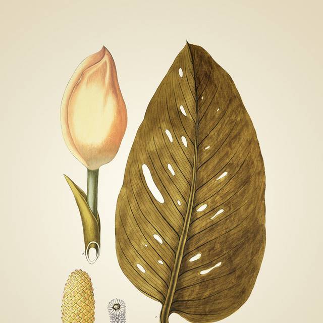 复古黄叶黄花装饰画