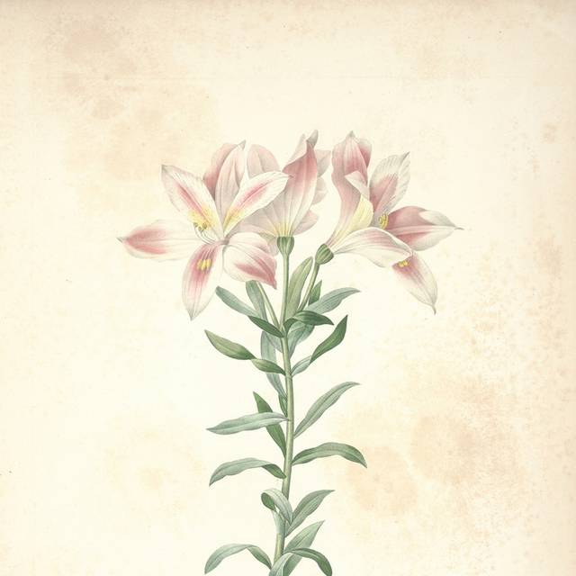 红白花朵装饰画6