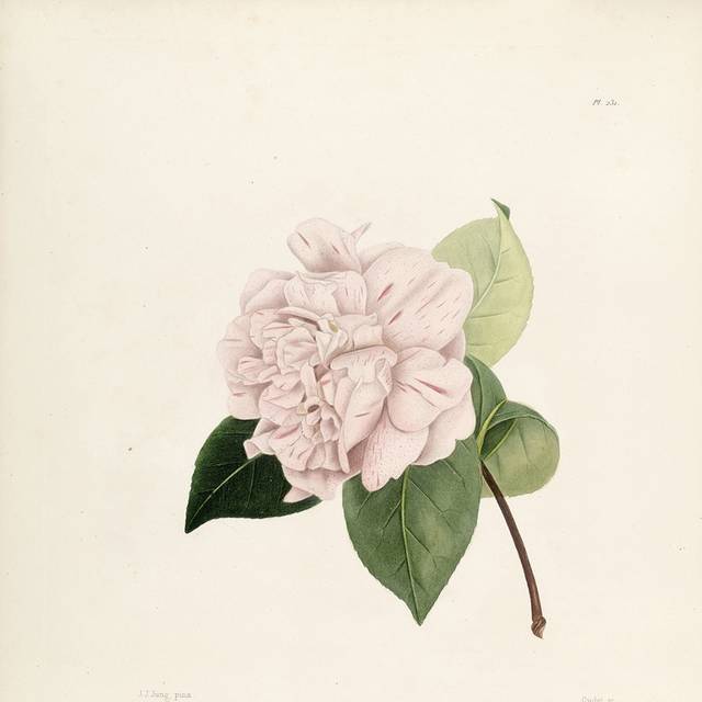 茶花复古插画5