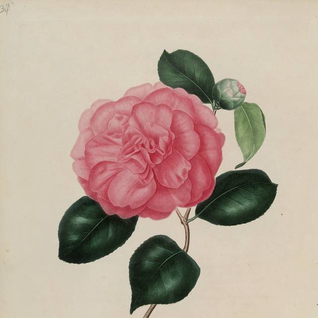 复古手绘茶花插图2