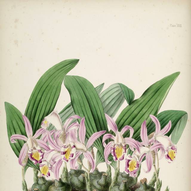 白紫鲜花装饰画