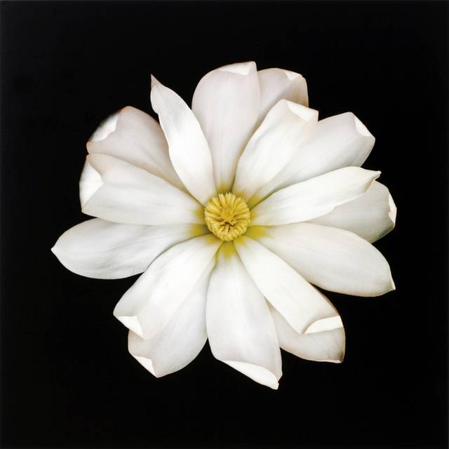 简约白色花朵装饰画素材