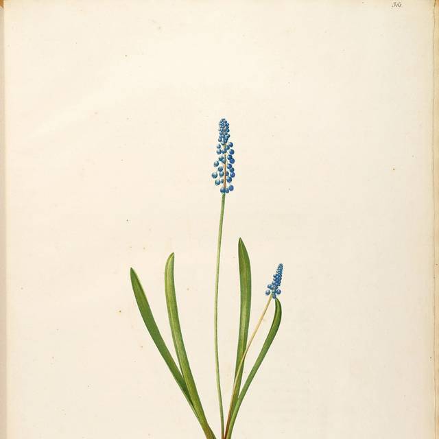蓝色鲜花装饰画2
