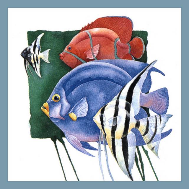彩色海鱼装饰画2