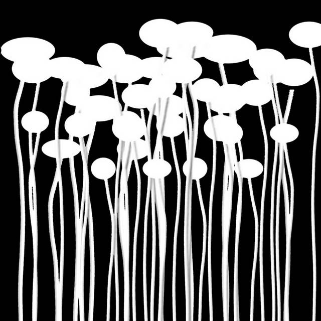 黑白菌菇装饰画