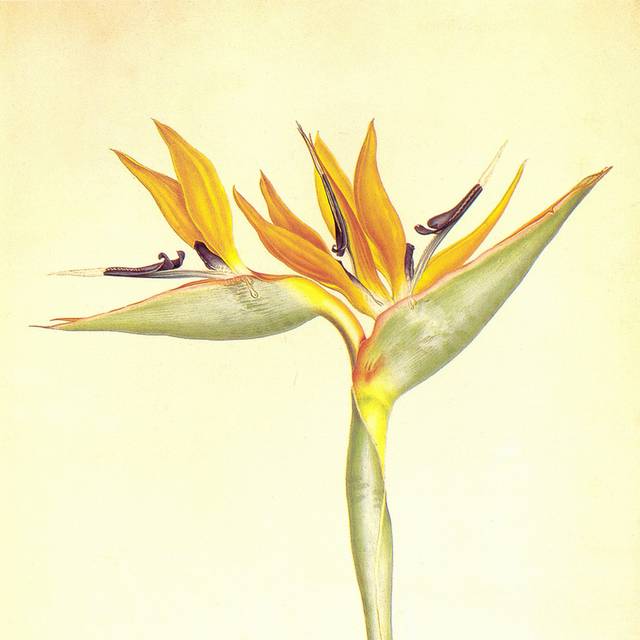 美人蕉花卉装饰画