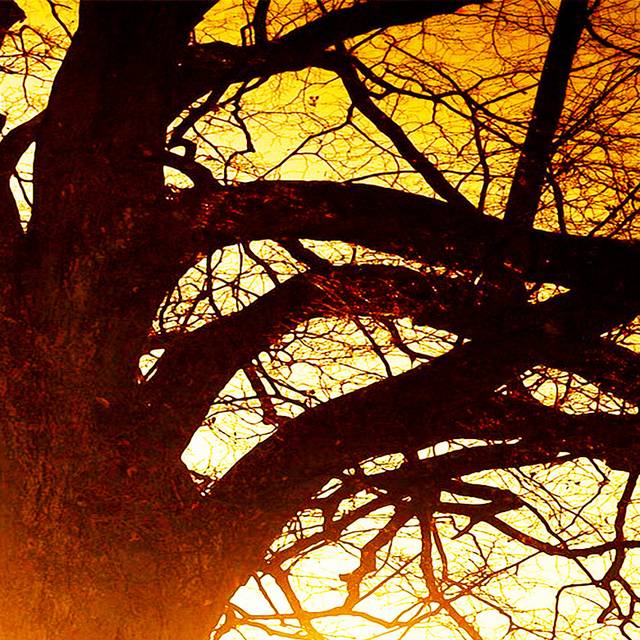 落日巨树装饰画2