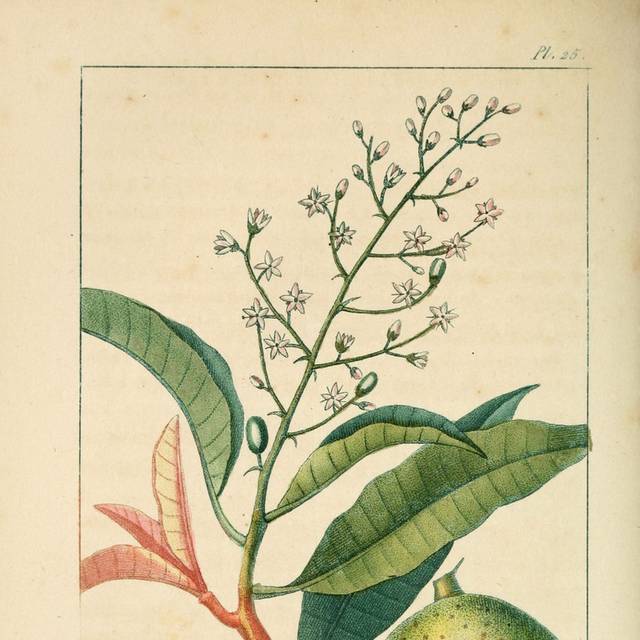 美式复古植物装饰画2