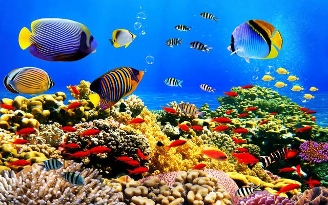 海底珊瑚礁装饰画