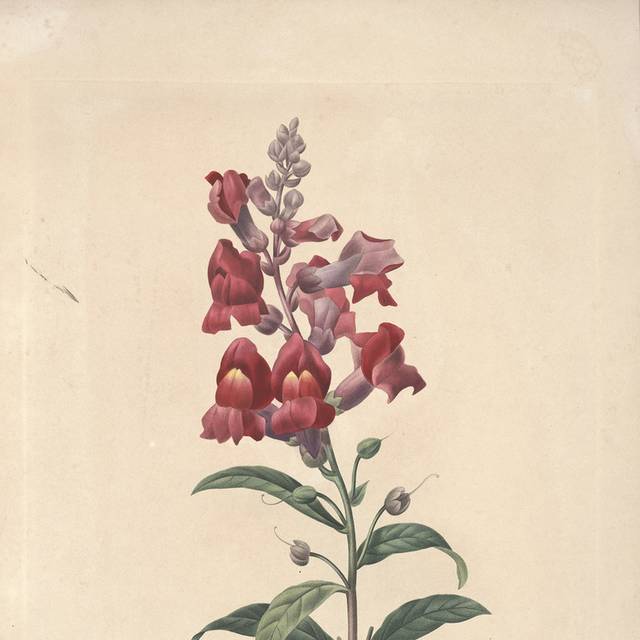 红色鲜花装饰画3