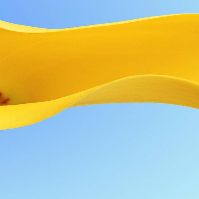 黄色马蹄兰装饰画1