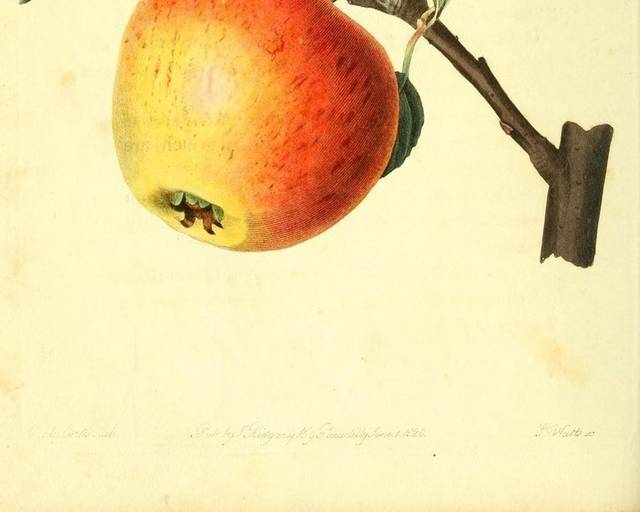 水果苹果手绘装饰画