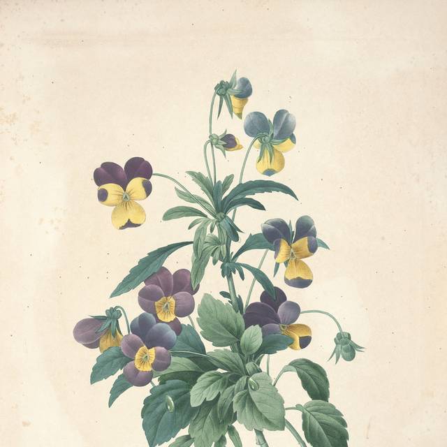 紫黄花朵装饰画
