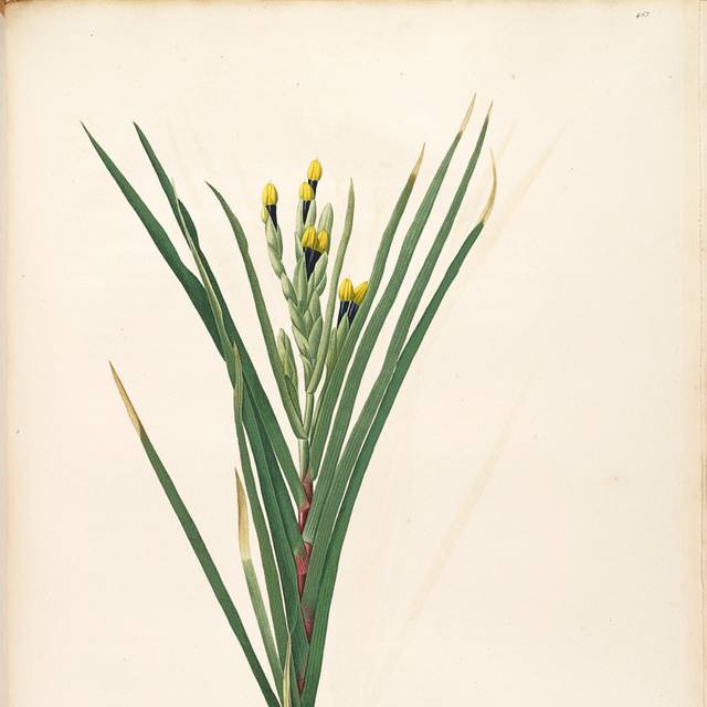复古美丽黄花装饰画1