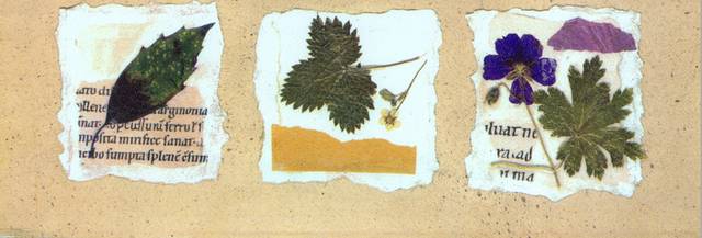 复古树叶标本装饰画