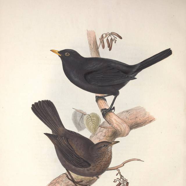 复古黑棕色小鸟装饰画2