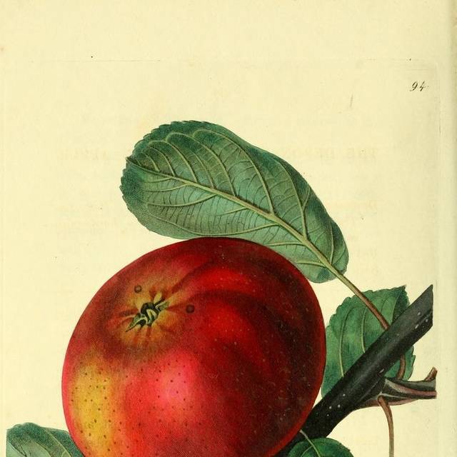 手绘红苹果装饰画