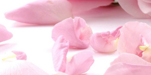 时尚精美大气粉色鲜花装饰画