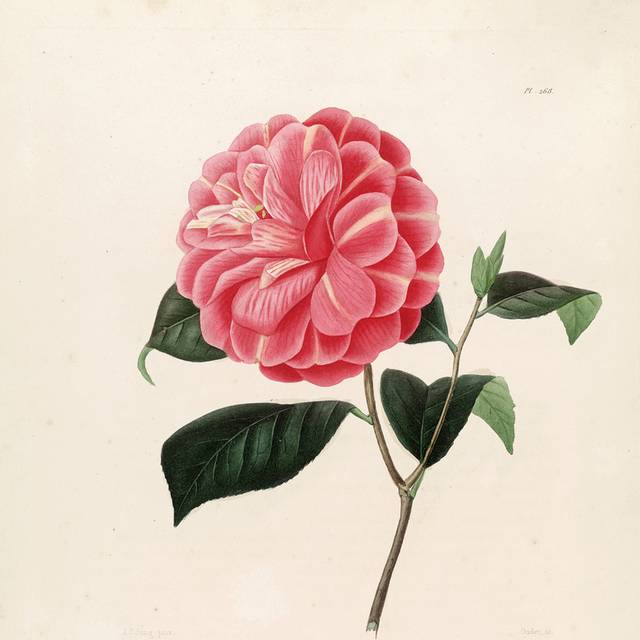 茶花复古手绘装饰画