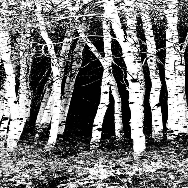 创意黑白树林装饰画