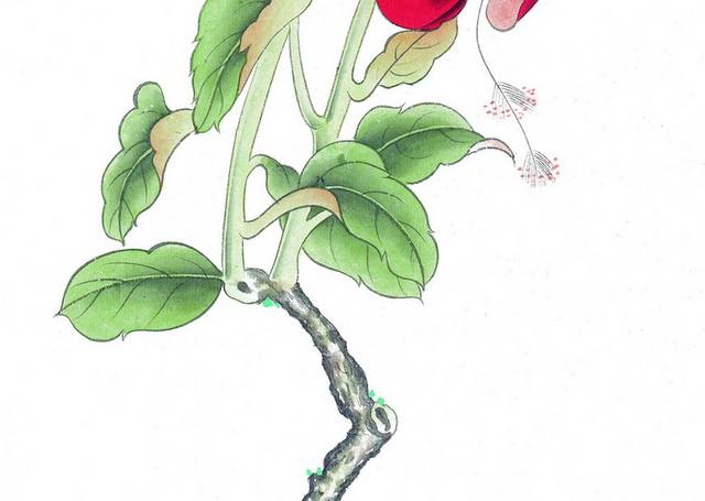 红色花卉工笔画