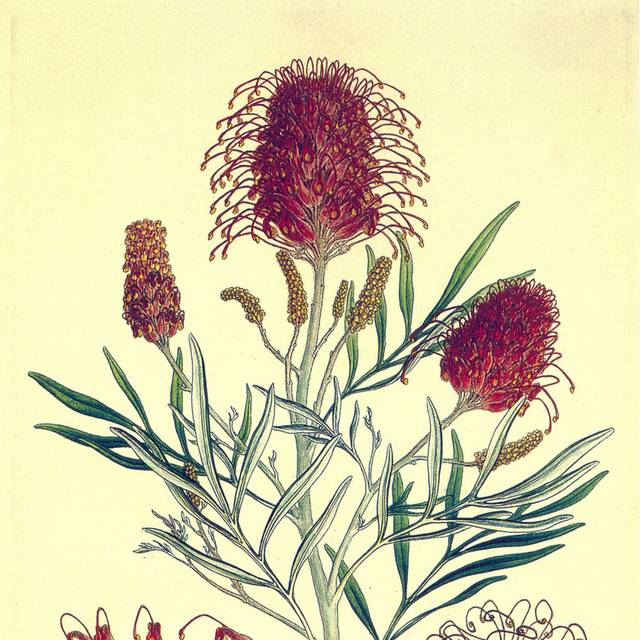 手绘花朵植物复古装饰画
