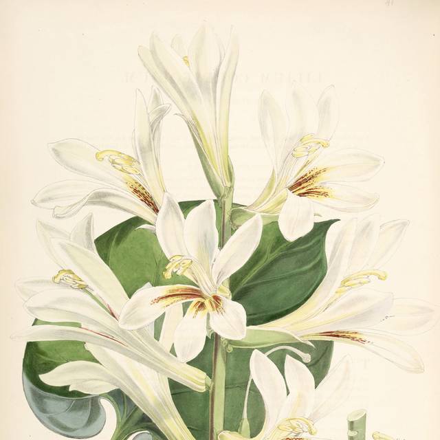 精美白色鲜花装饰画2