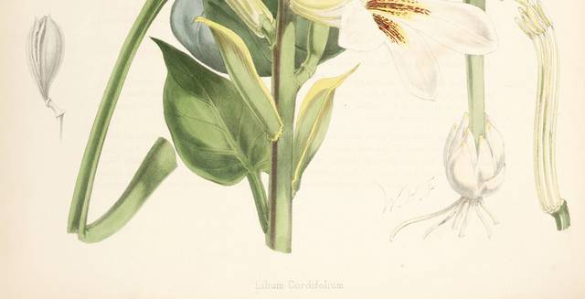 精美白色鲜花装饰画2