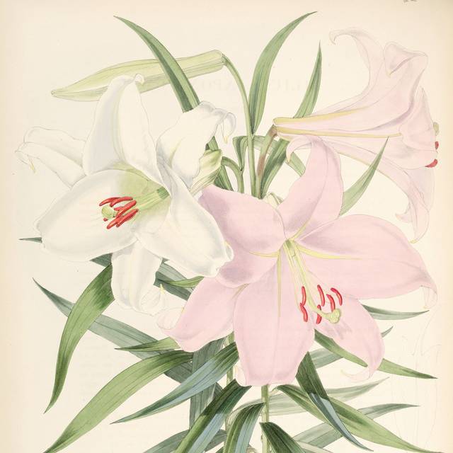 粉色白色花朵装饰画