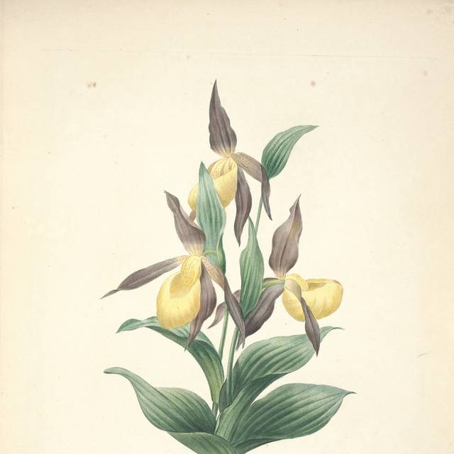 绿叶黄花装饰画
