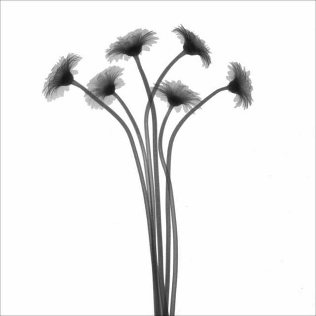 黑白透明花瓣装饰画2