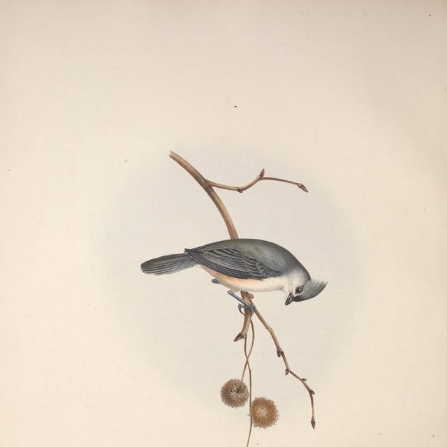 灰白色美丽小鸟装饰画2