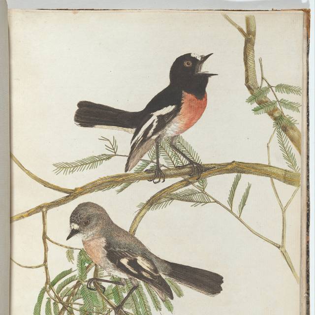 珍贵鸟类装饰画9