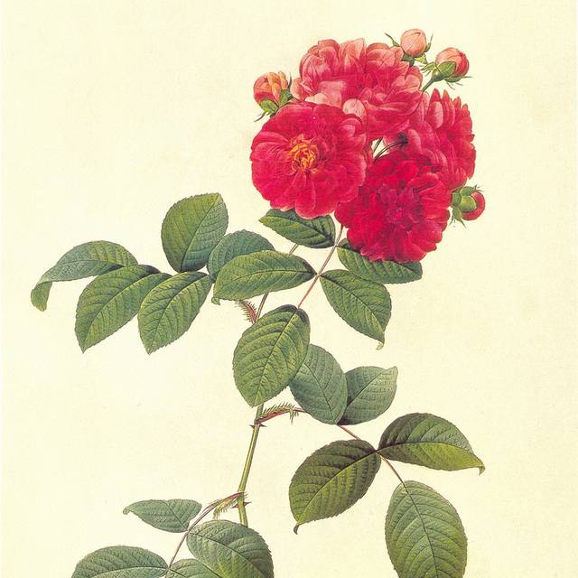 手绘红月季花卉装饰画